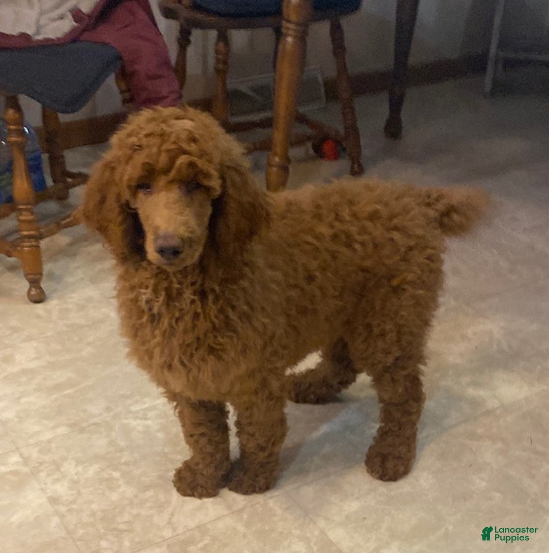 Standard Poodle dogs for sale: Jack - Ad 2