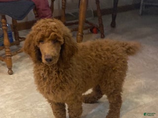 Standard Poodle dogs Jack- parents genetic clear - Ad 20