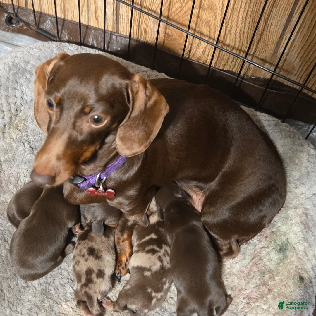 Miniature Dachshund dogs for sale: Miniature Dachshund Solid Puppy 4 - Ad 2
