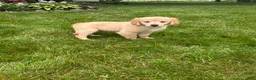 Golden Retriever dogs for sale: Golden Retriever 6 - Ad 2