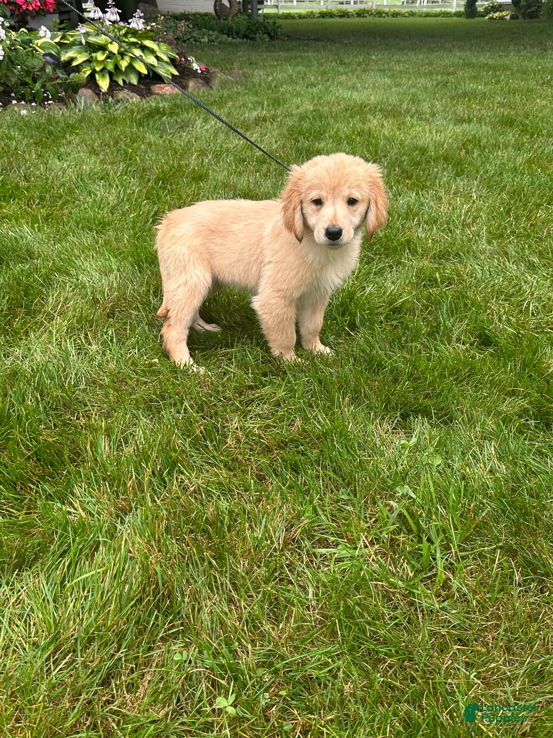 Golden Retriever dogs for sale: Golden Retriever 6 - Ad 2