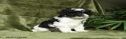 Miniature Poodle dogs for sale: Max - Ad 1