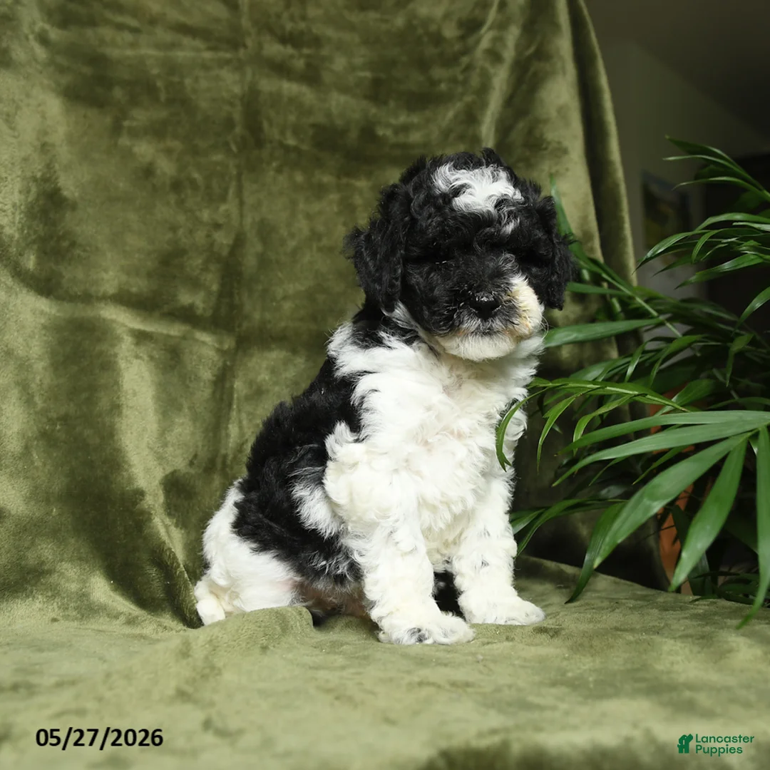Miniature Poodle dogs for sale: Max - Ad 1