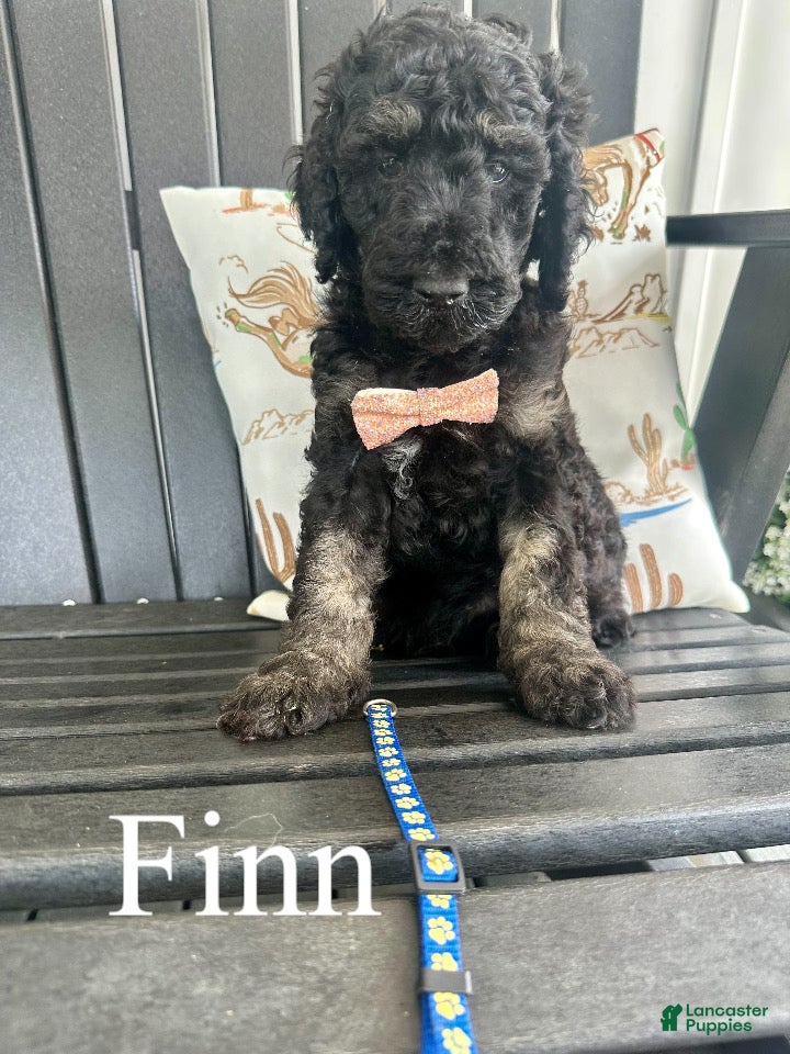 Standard Poodle dogs Finn - Ad 1