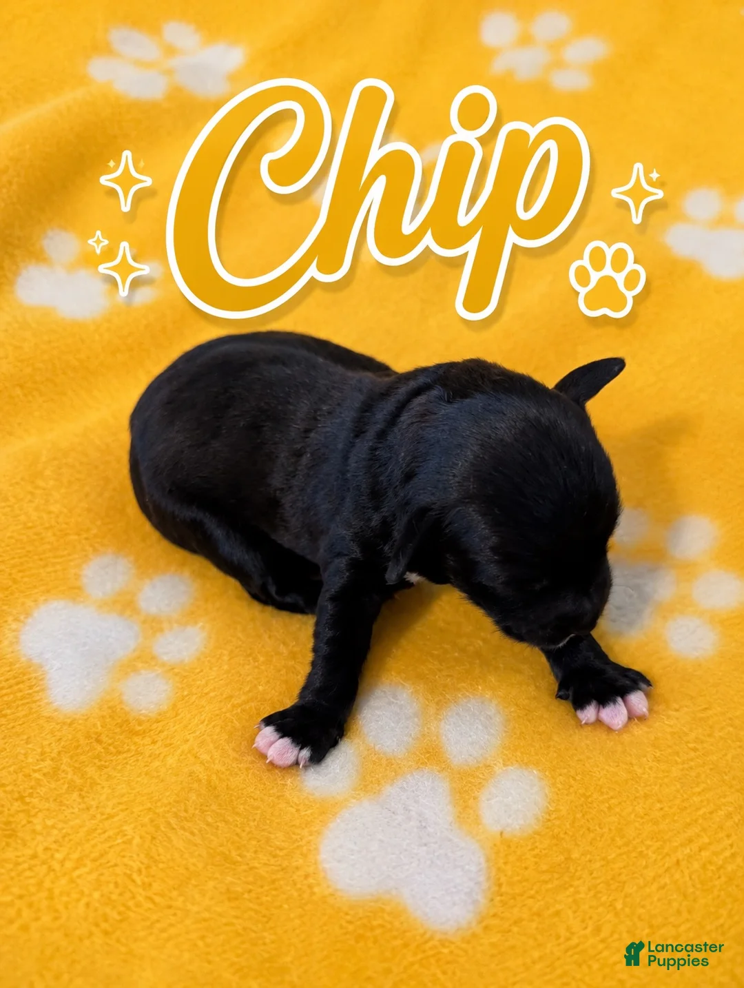 Corgipoo dogs for sale: Corgipoo 7. Chip - Ad 1