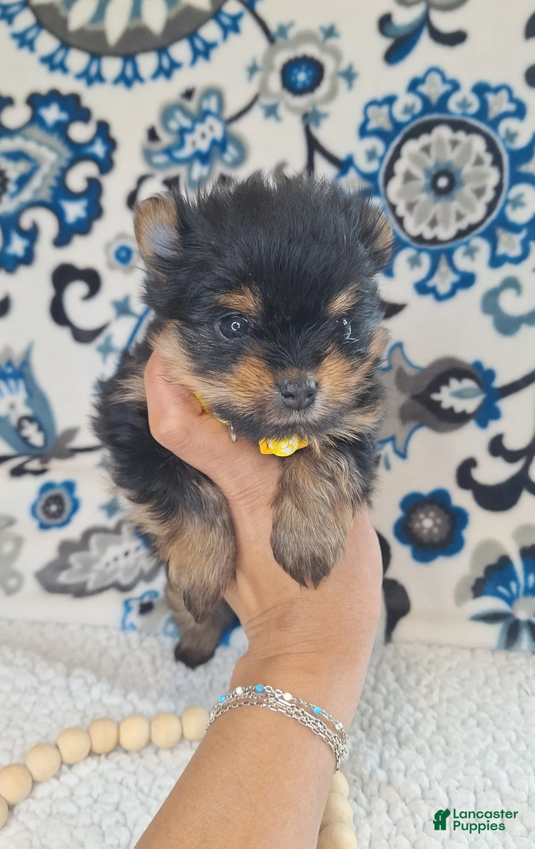 Mixed Breed dogs for sale: Beauty - Ad 2