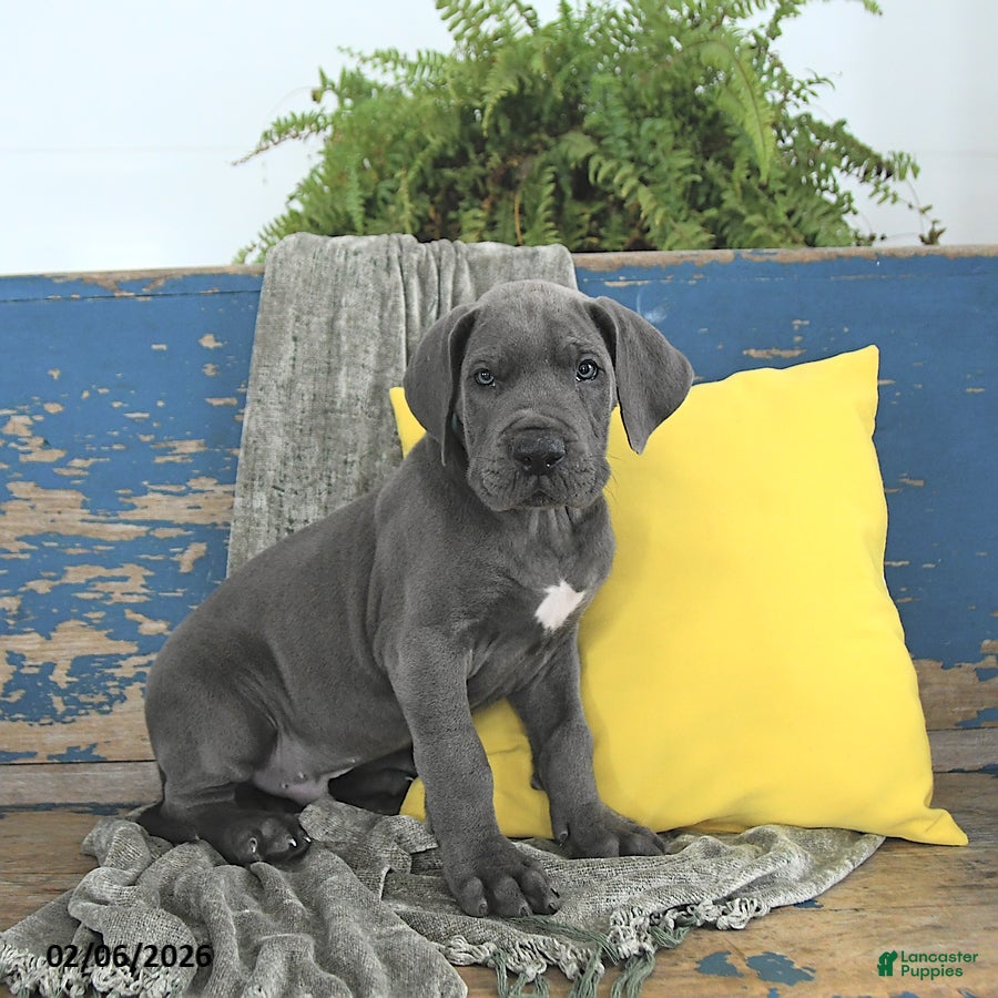 Great Dane dogs Apollo - Ad 2