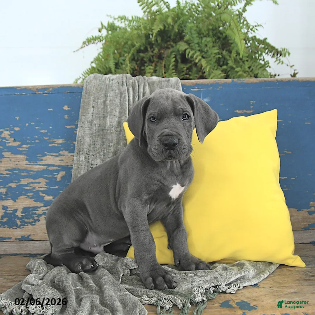 Great Dane dogs for sale: Apollo - Ad 2