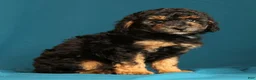 Miniature Poodle dogs for sale: Corey - Ad 6