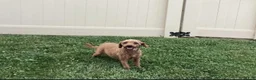 Mini Goldendoodle dogs for sale: Bruno - Ad 10