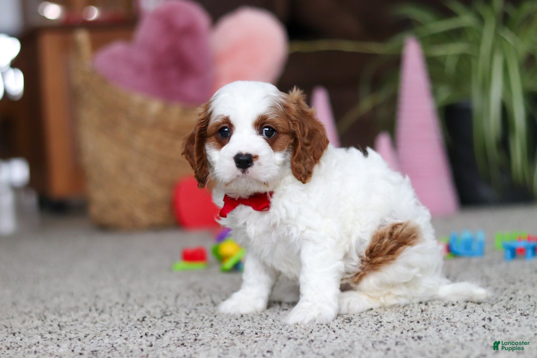 Cavapoo dogs for sale: Lucas - Ad 2