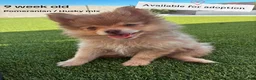 Pomsky dogs for sale: Pomsky Puppy 1 - Ad 1