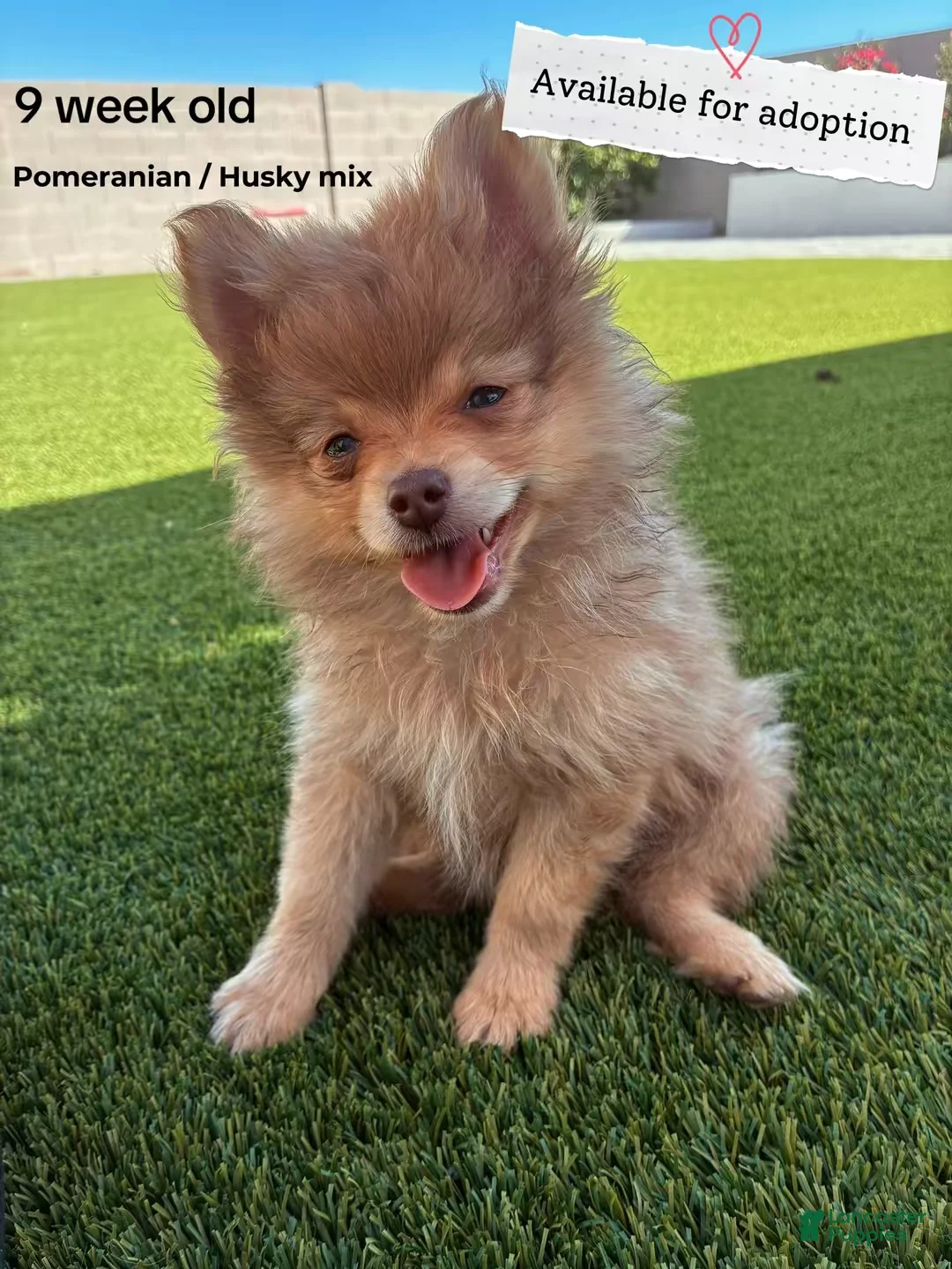 Pomsky dogs for sale: Pomsky Puppy 1 - Ad 1