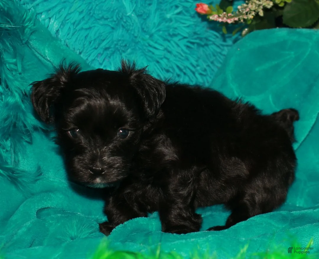 Morkie dogs for sale: Hank - Ad 2