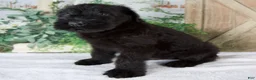 Giant Schnauzer dogs for sale: Kyle - Ad 2