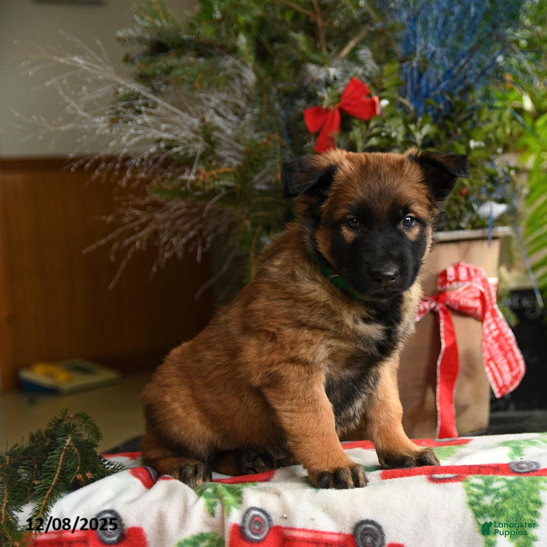 Belgian Malinois dogs for sale: Kiwi - Ad 4
