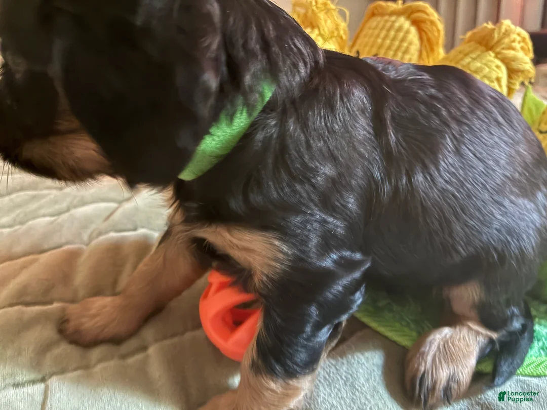 Cavalier King Charles Spaniel dogs for sale: Cavalier King Charles Spaniel Puppy 4 - Ad 2
