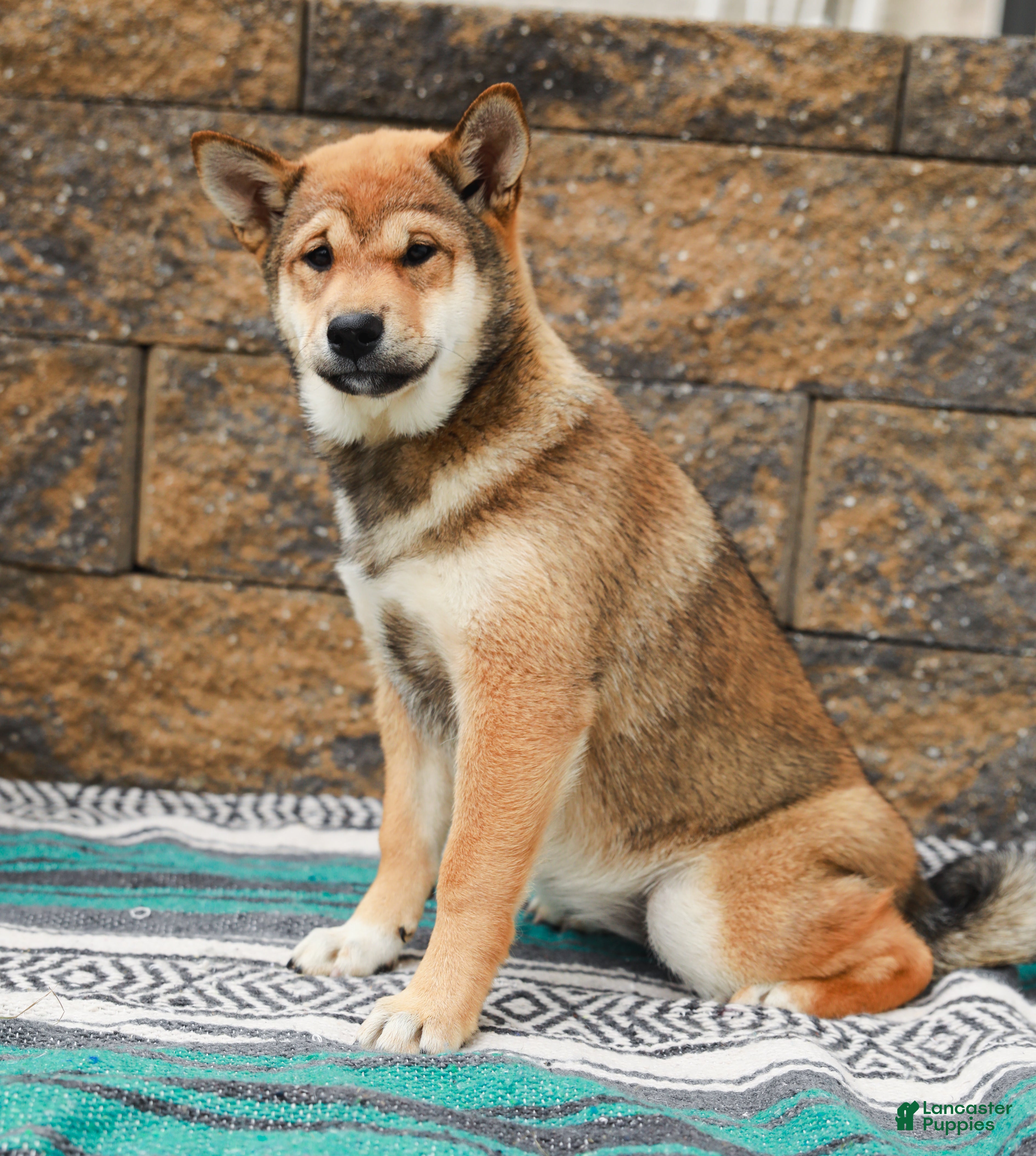 Shiba Inu dogs Sage (AKC Champion Bloodline) - Ad 2