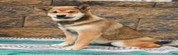 Shiba Inu dogs for sale: Sage (AKC Champion Bloodline) - Ad 2