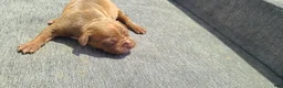 American Bully dogs for sale: Jacob - Ad 3
