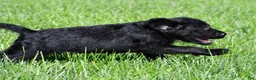 Labradoodle dogs for sale: Jackson - Ad 2