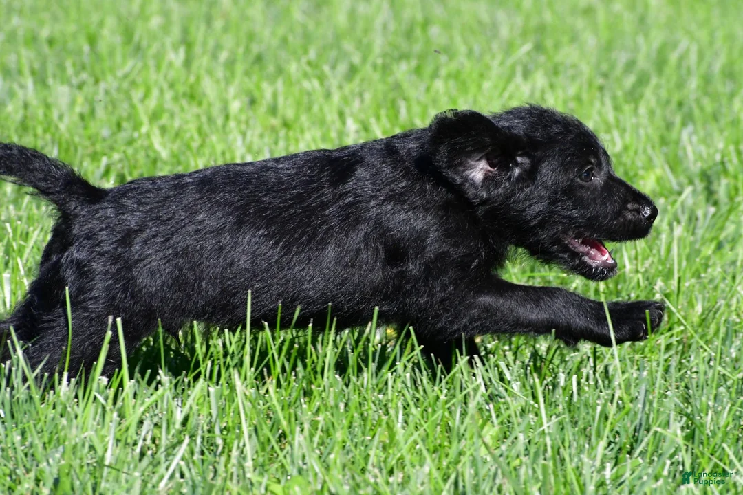 Labradoodle dogs for sale: Jackson - Ad 2