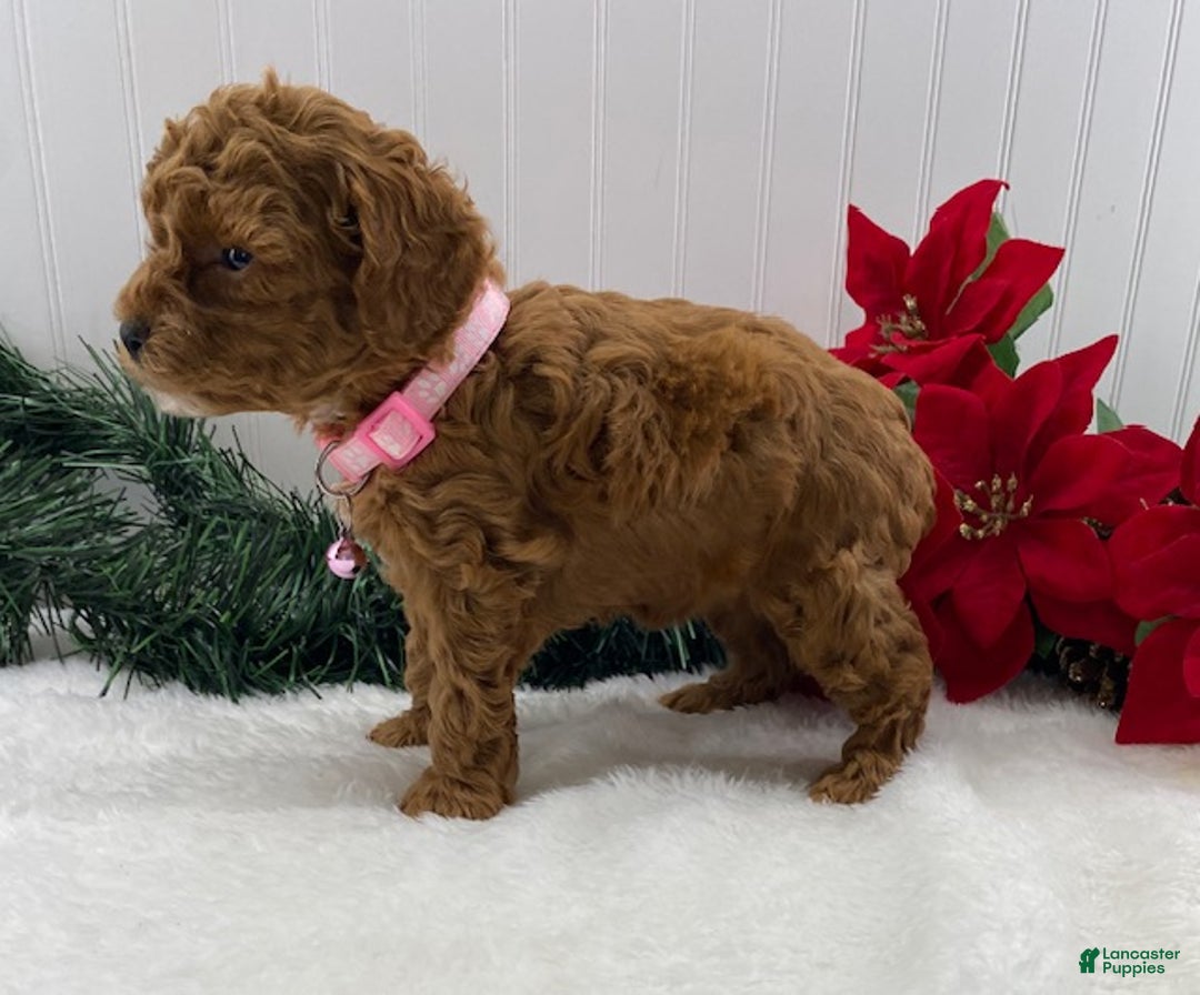Toy Poodle dogs for sale: Tina - Ad 3