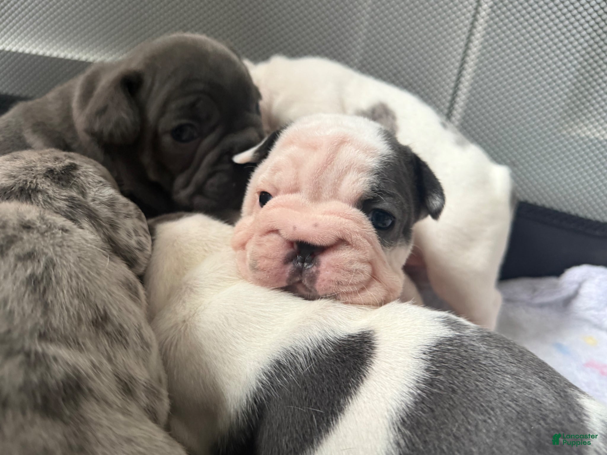 French Bulldog dogs Ying - Ad 1