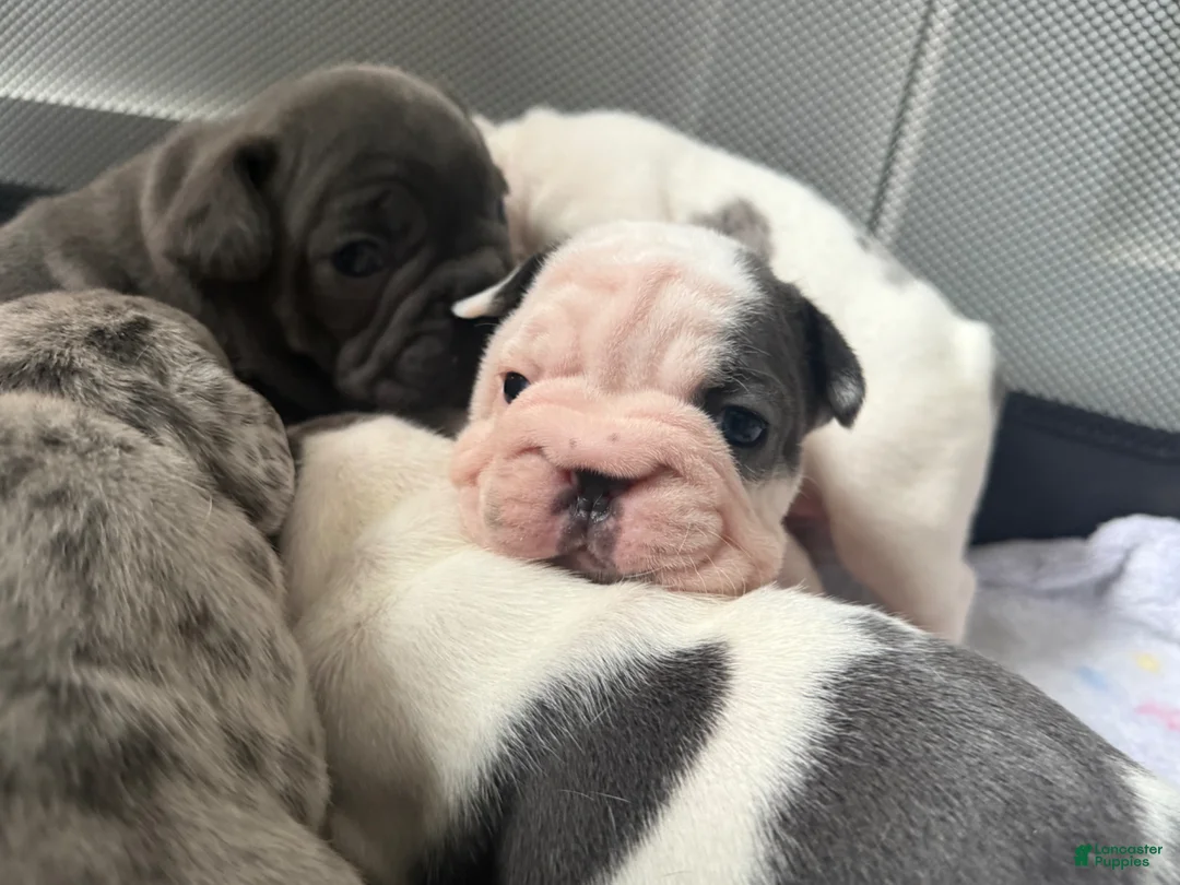 French Bulldog dogs for sale: Ying - Ad 1
