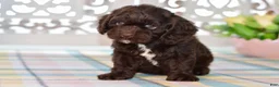 Cockapoo dogs for sale: Claudia - Ad 11