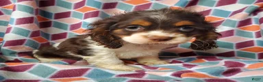 Annabell