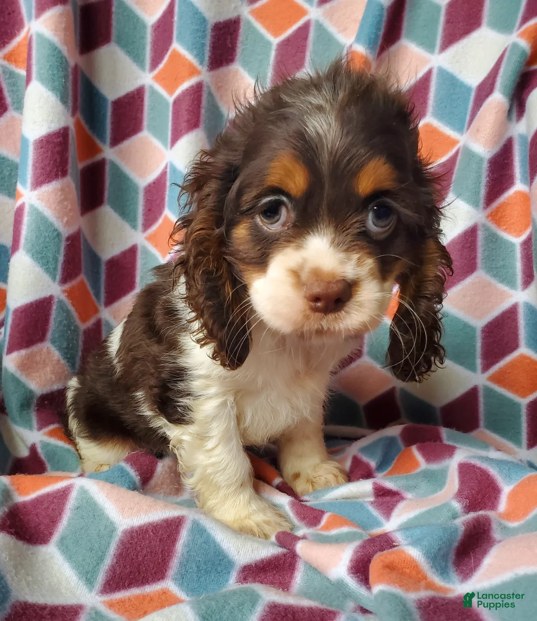 Cocker Spaniel dogs for sale: Annabell - Ad 1