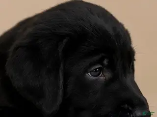 Labrador Retriever dogs Boy 3 - Ad 30