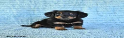 Miniature Dachshund dogs for sale: Benji - Ad 3