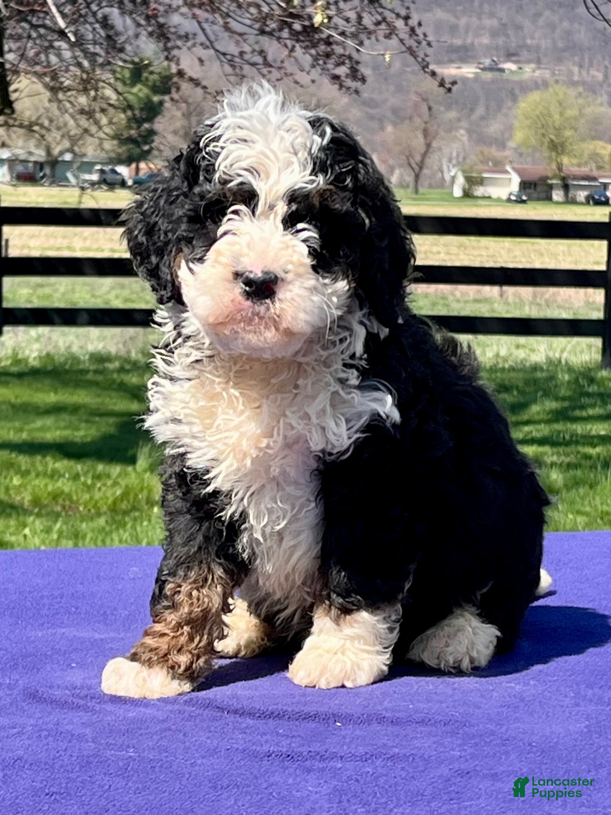 Bernedoodle dogs Levi - Ad 1