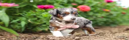 Mini Bernedoodle dogs for sale: Honey - Ad 5