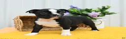 Boston Terrier dogs for sale: Bun Bun - Ad 2