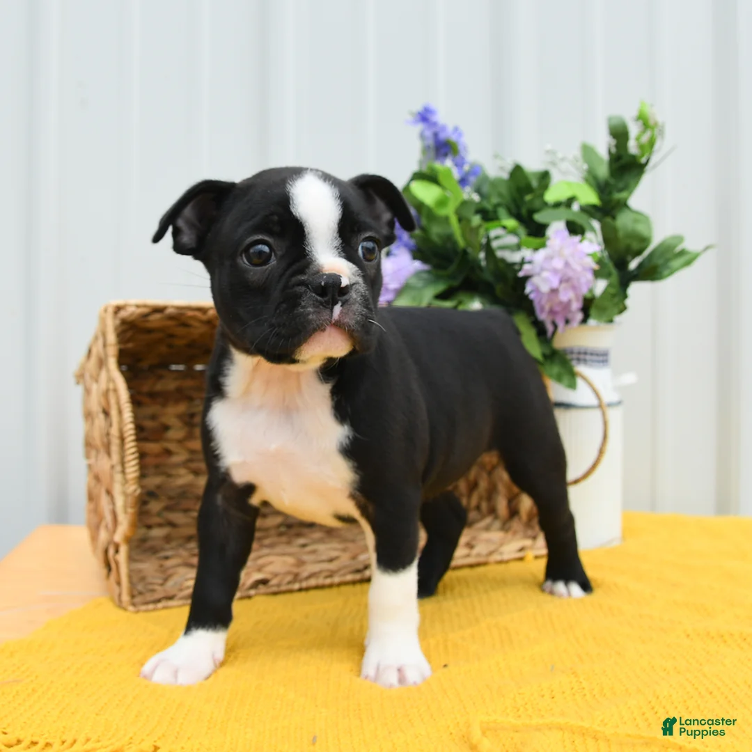 Boston Terrier dogs for sale: Bun Bun - Ad 2