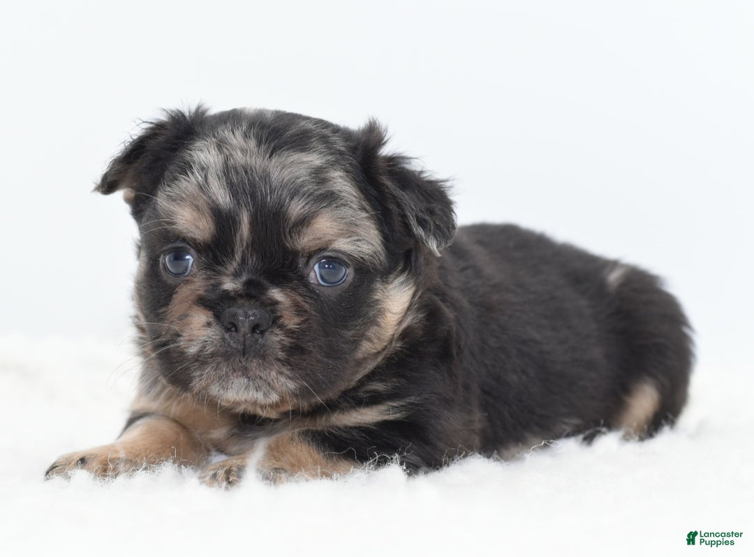 Mixed Breed dogs for sale: Chuck chocolate tri-color fluffy  - Ad 25