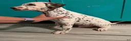 Dalmatian dogs for sale: Bo - Ad 3