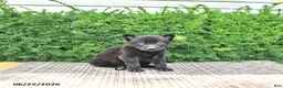 Mixed Breed dogs for sale: Alice - Ad 2