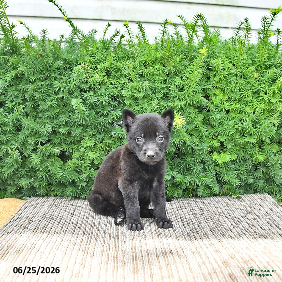 Mixed Breed dogs for sale: Alice - Ad 2
