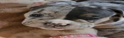Olde English Bulldogge dogs for sale: Olde English Bulldogge 1 - Ad 5