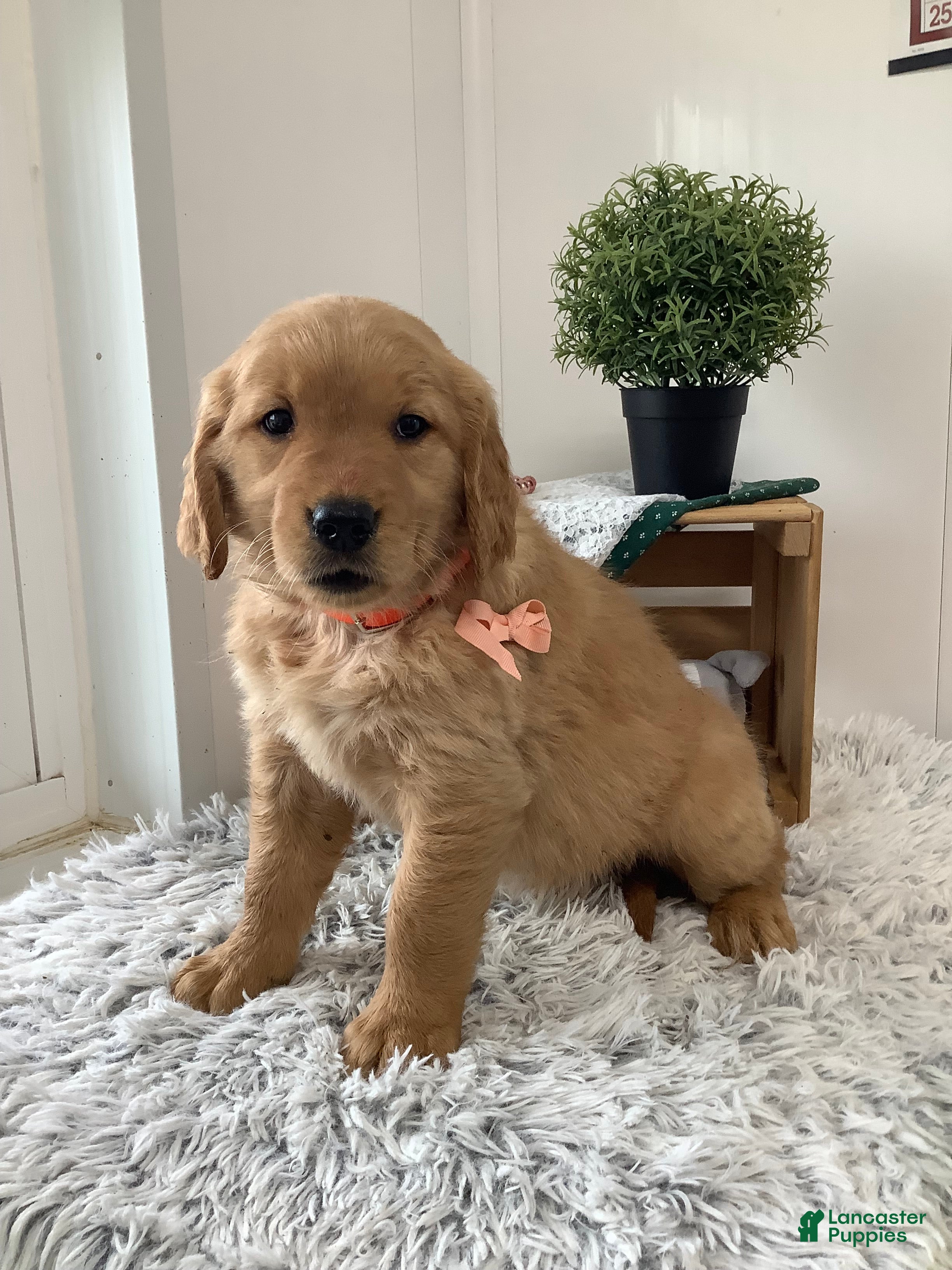 Golden Retriever dogs for sale: Golden Retriever Ticker - Ad 8