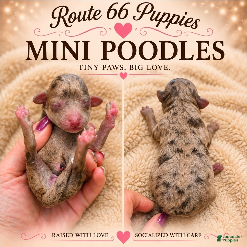 Miniature Poodle dogs Miniature Poodle 5 - Ad 1
