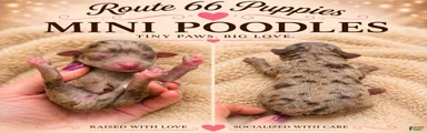 Miniature Poodle 5
