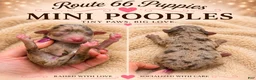 Miniature Poodle dogs for sale: Miniature Poodle 5 - Ad 1