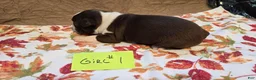 Boston Terrier dogs for sale: Boston Terrier 3 - Ad 6