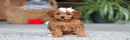 Cavapoo dogs for sale: Adele - Ad 7