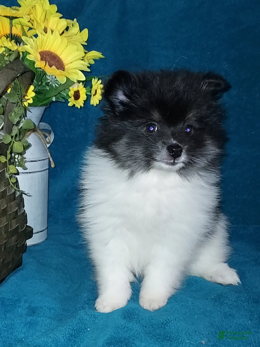 Pomeranian dogs for sale: Dollie - Ad 2